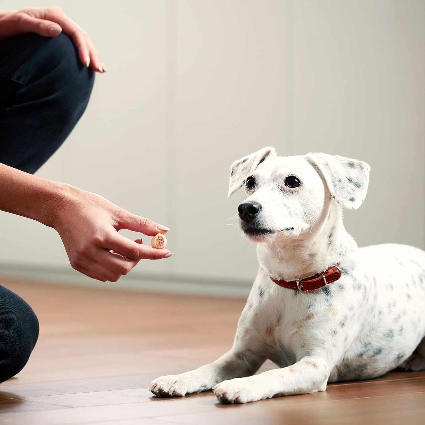Person giving a small dog a bone marrow infused high protein treat for training or rewarding