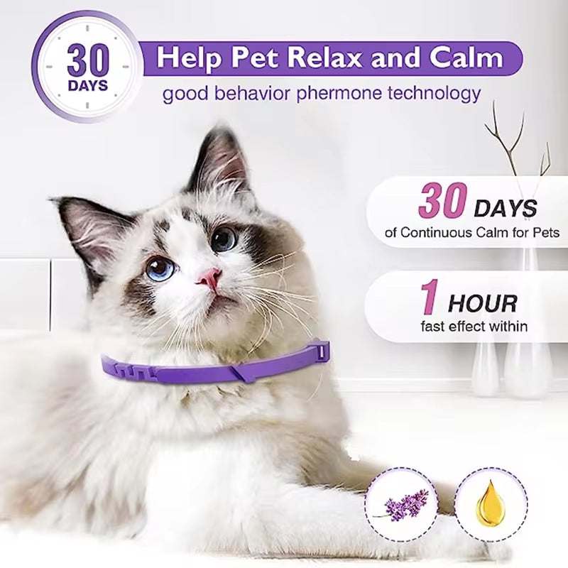 Cat wearing purple calming pheromone collar designed to reduce pet anxiety and stress with fast effect and 30 days continuous calm benefits.